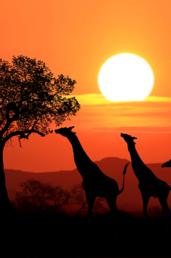 kenya