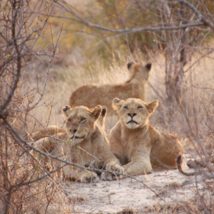 wildlife